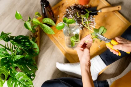 plantes a bouturer