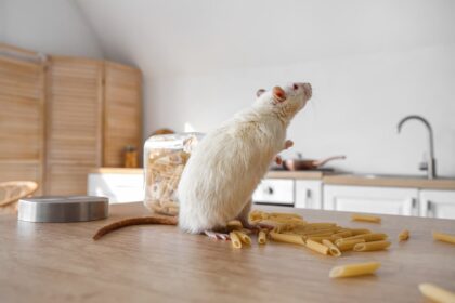 souris vacances